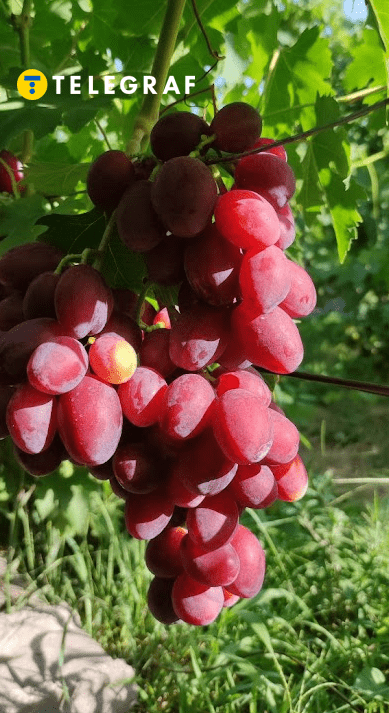 Виноград Ливия почему нужно купить и посадить в Украине