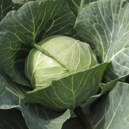 Капуста Парел