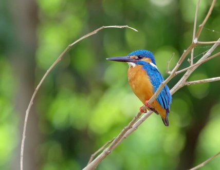 Зимородок голубой