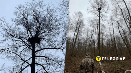 Гнездо краснокнижного орлана-белохвоста