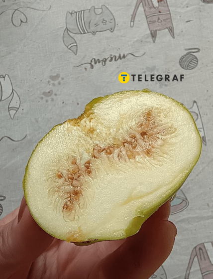 Желтый узбекский инжир можно выращивать в Украине