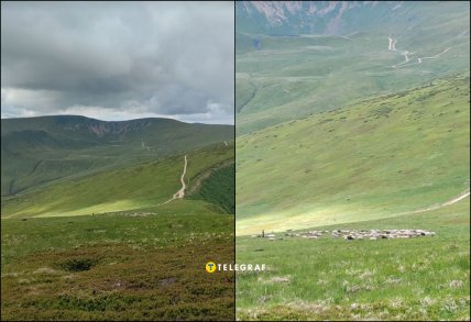 Овцы пасутся на Котле Свидовец