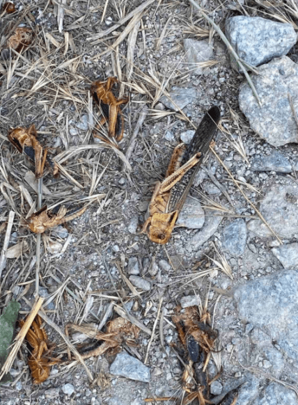 Навала сарани в Запорізькій області