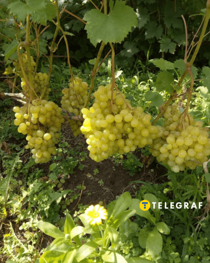 Виноград Соломия почему нужно купить и посадить в Украине