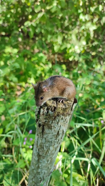 Полевые мыши в Тернопольской области