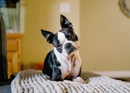 Наклоняют голову все собаки