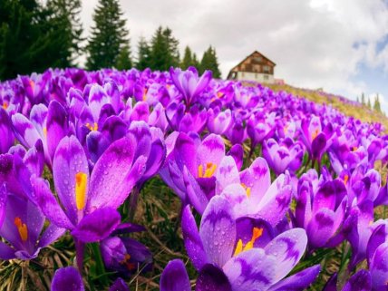 Долина крокусів, гора Драгобрат у Карпатах