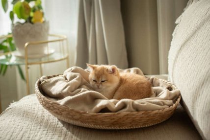 Подстилка для животных