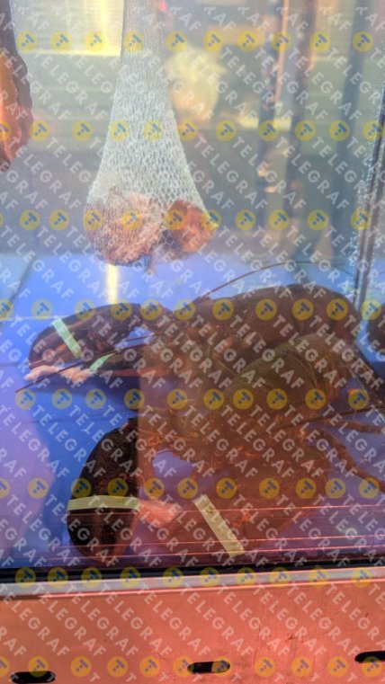 Лобстери у Сільпо