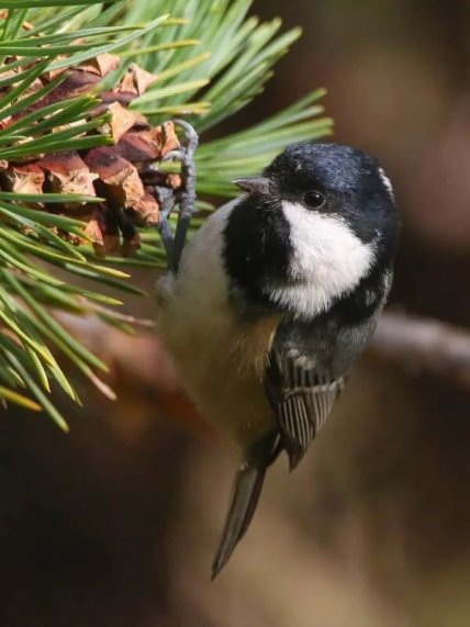 Синица черная