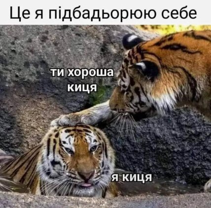 Мем з тиграми ти хороша киця