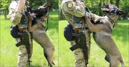 Собака Жасмин работает в украинской разведке