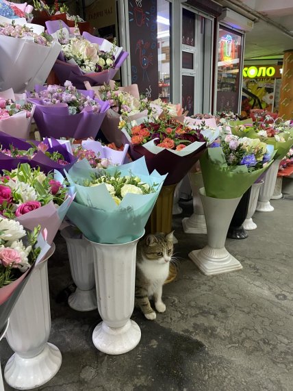 Кішка на площі Українських Героїв у Києві