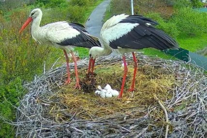 Грицик та Одарка