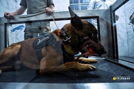 Фото службова поліцейська собака