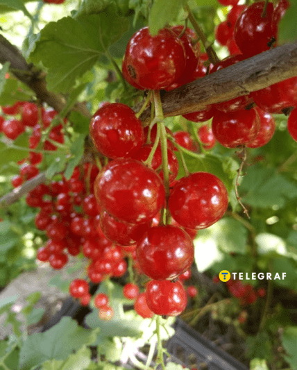 Червона смородина врожай 2025 в Україні.