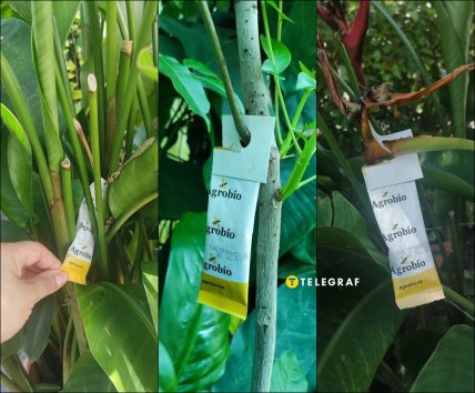 Хищные клещи Agrobio в Польше как спасают от клещей и трипсов