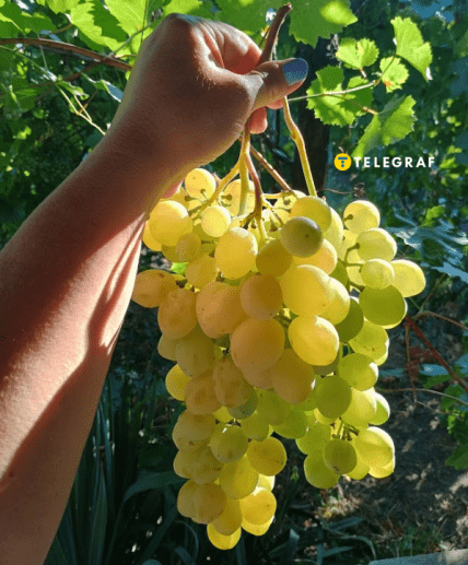 Виноград Слава Україні урожай 2025 у Дніпропетровській області