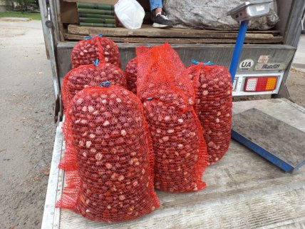 Як правильно здавати каштани