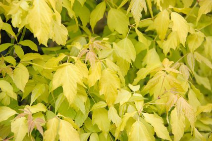 Клен ясенелистный