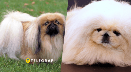 Собака породы пекинес