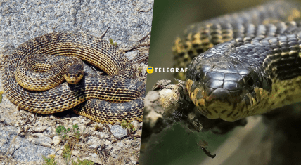 Как выглядит полоз сарматский