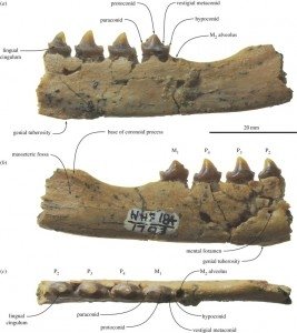 Ученые открыли старейшего ископаемого морского котика