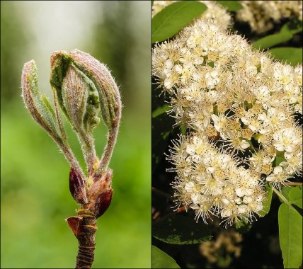 Як виглядають листя та квіти горобини