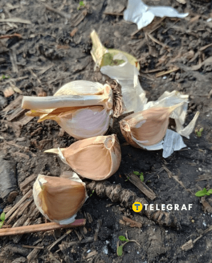 Как правильно садить чеснок на зиму