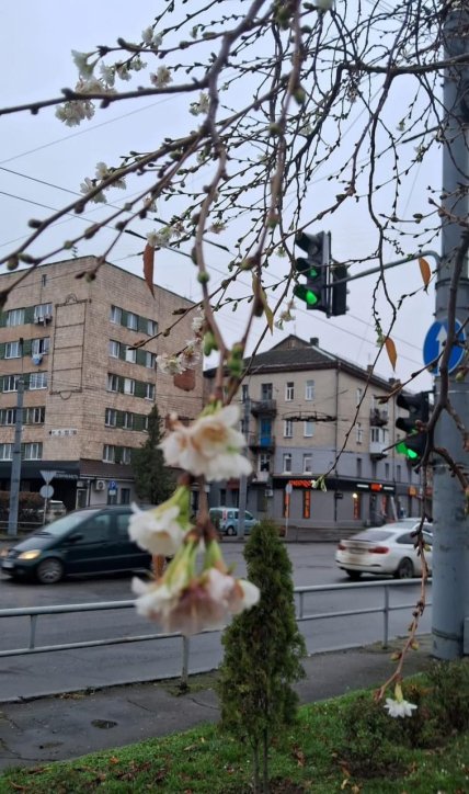 В Луцке расцвела сакура