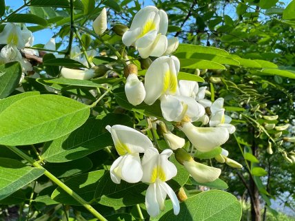 белая акация, робиния