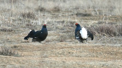 птицы брачный сезон