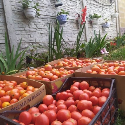 Ящики з помідорами