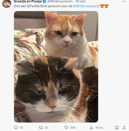 Вилдерс кошки