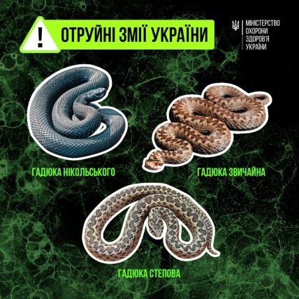 Ядовитые змеи в Украине