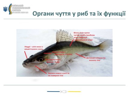 Органы чутья рыб