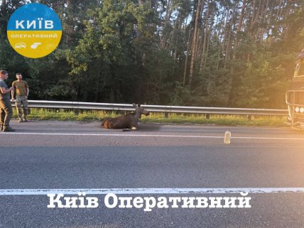 Животное серьезно травмировано