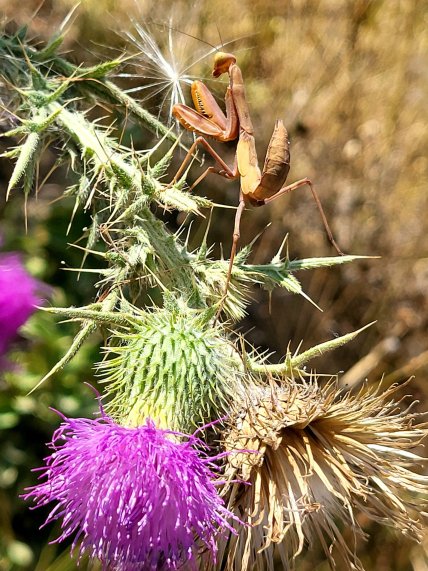 Богомол в Одессе