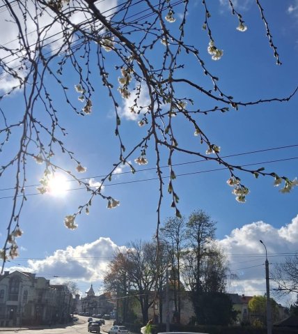 Цветение сакуры в ноябре