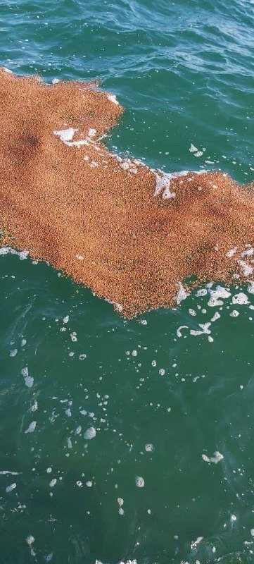  На Тузловских лиманах в Одесской области гибнут божьи коровки 