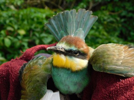 Бджолоїдка звичайна пташеня у Полтавській області, щурка
