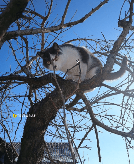 Кіт на дереві взимку