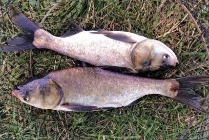 Рыба толстолоб