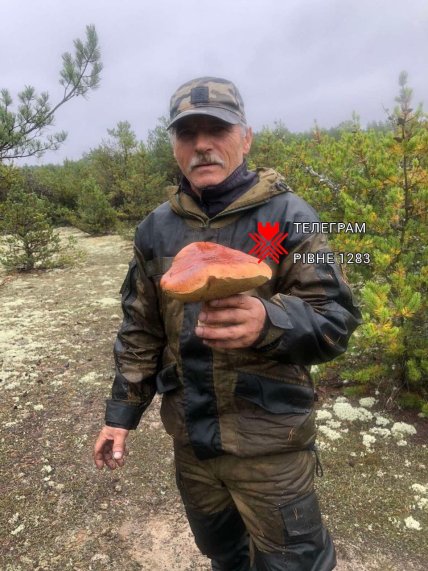 белый гриб держит мужчина