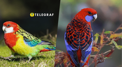 Червона розела в Луганську