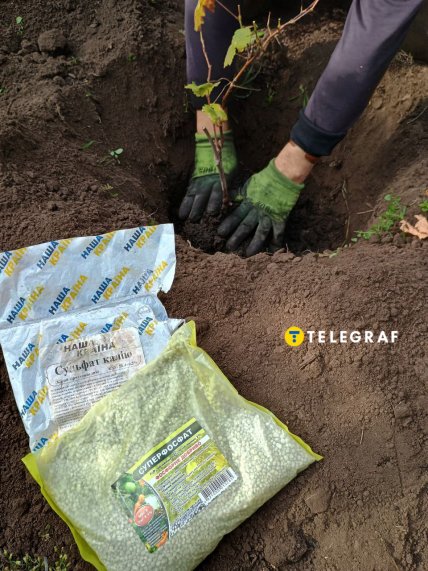 Посадка винограду — які добрива потрібні і як правильно садити саджанець у яму