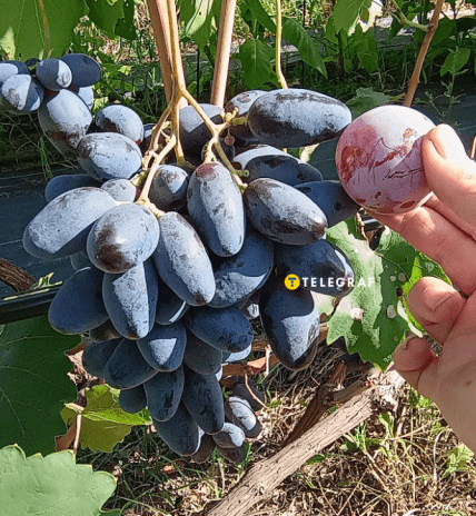 Виноград Рембо та слива Ренклод Альтана