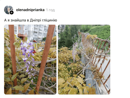 Глициния в Днепре