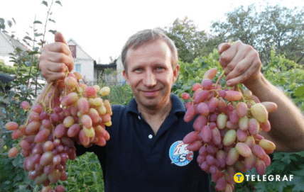 Виноград Преображення та виноградар Сергій Семчишин із Кам’янського