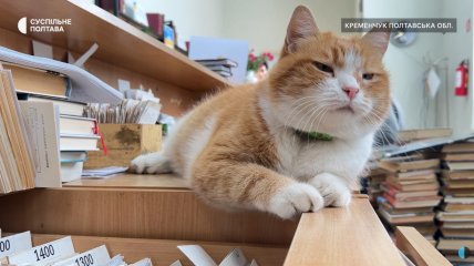 В библиотеке Кременчуга появился необычный работник – кот по имени Рыжий Панько